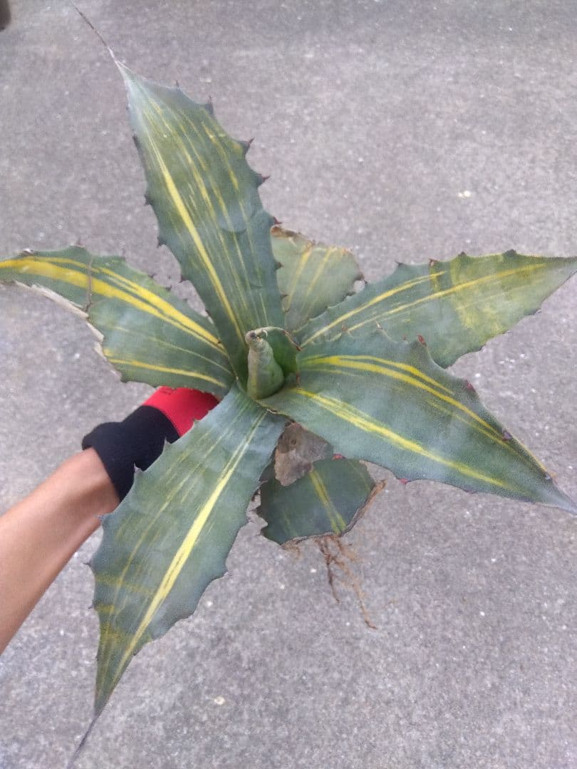 アガベ　フェロックス錦　大株40センチ❗　①