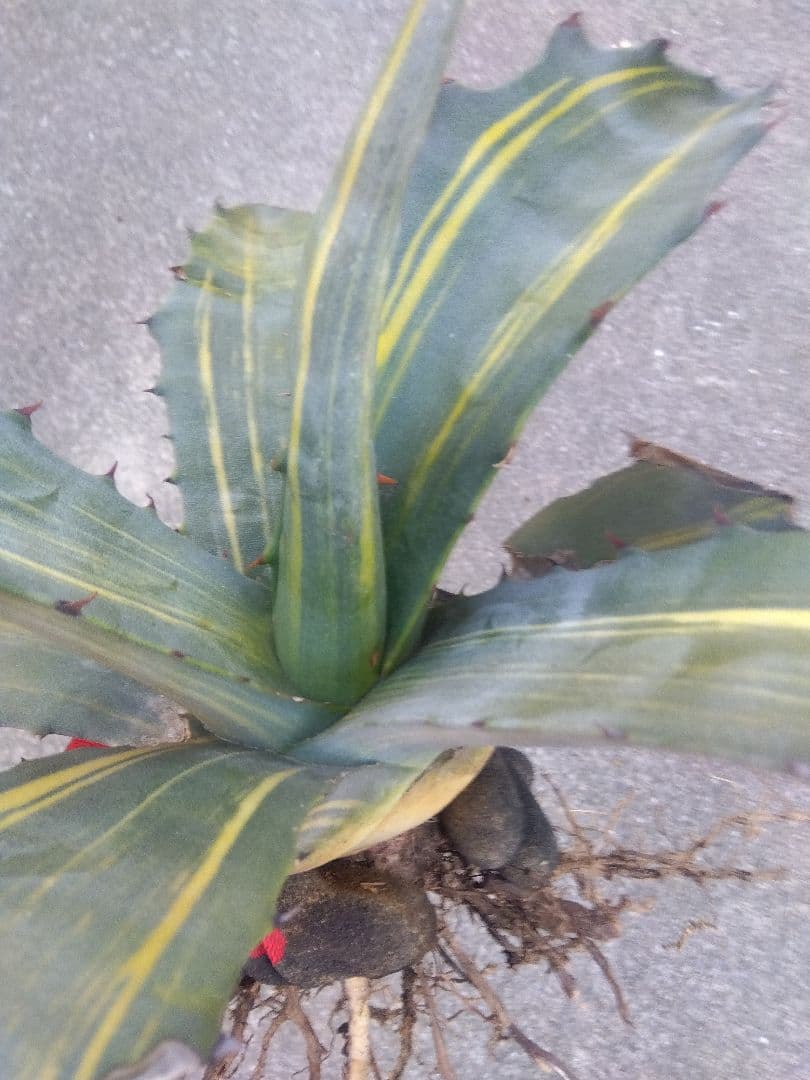 アガベ　フェロックス錦　大株40センチ❗　①