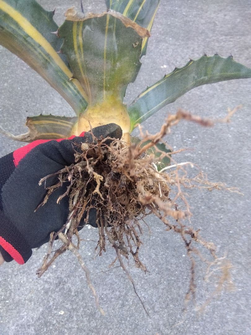 アガベ　フェロックス錦　大株40センチ❗　①