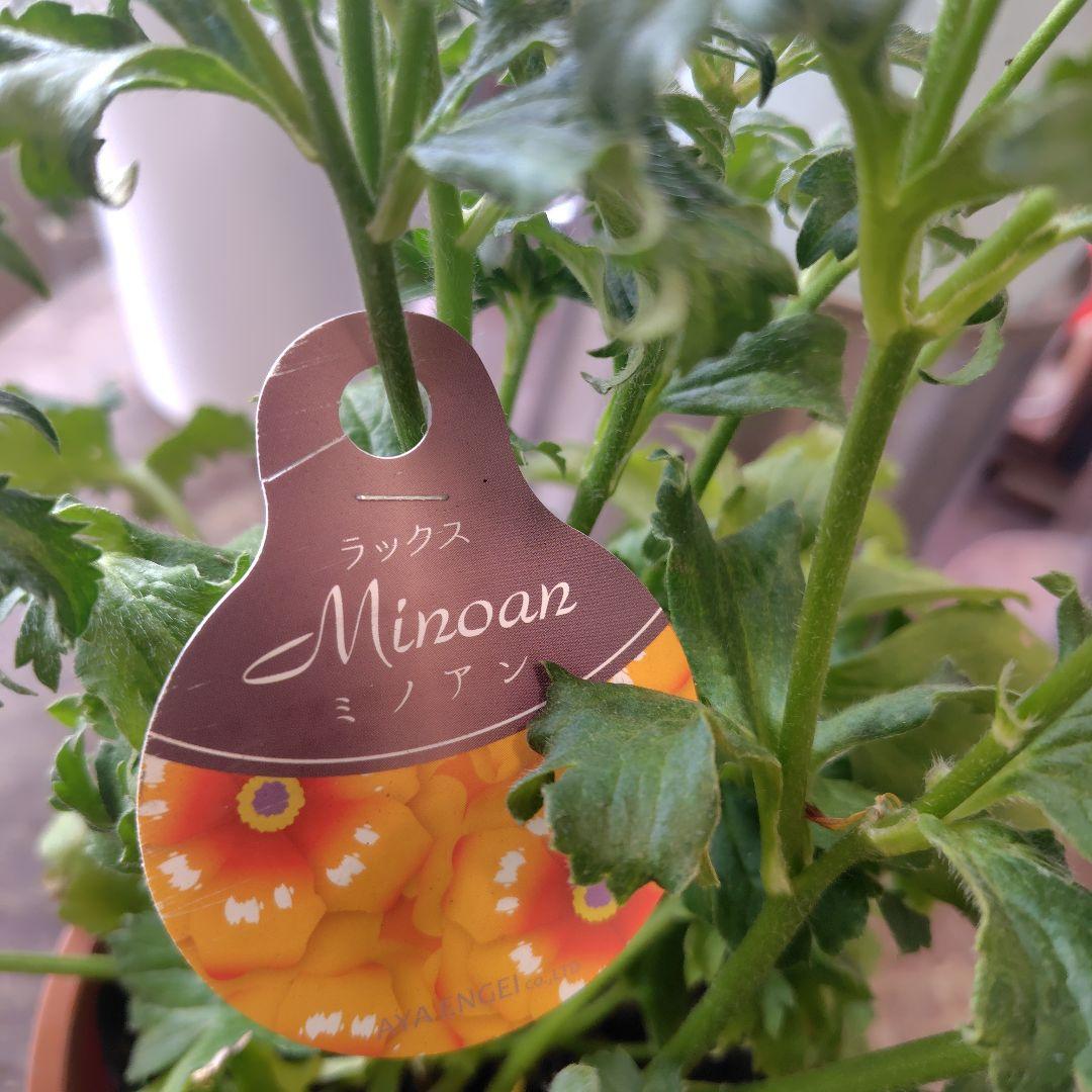 お買得！３鉢セット✺ミノアン＆ジュピター＆ヘラ ラナンキュラスラックス❧