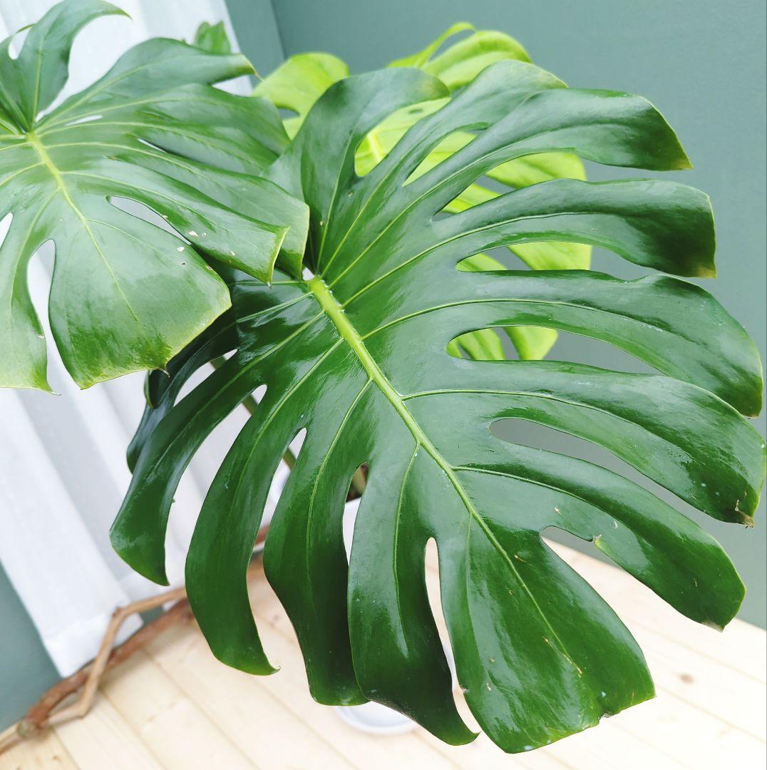 モンステラ デリシオーサ ７号 ロング 《現品》