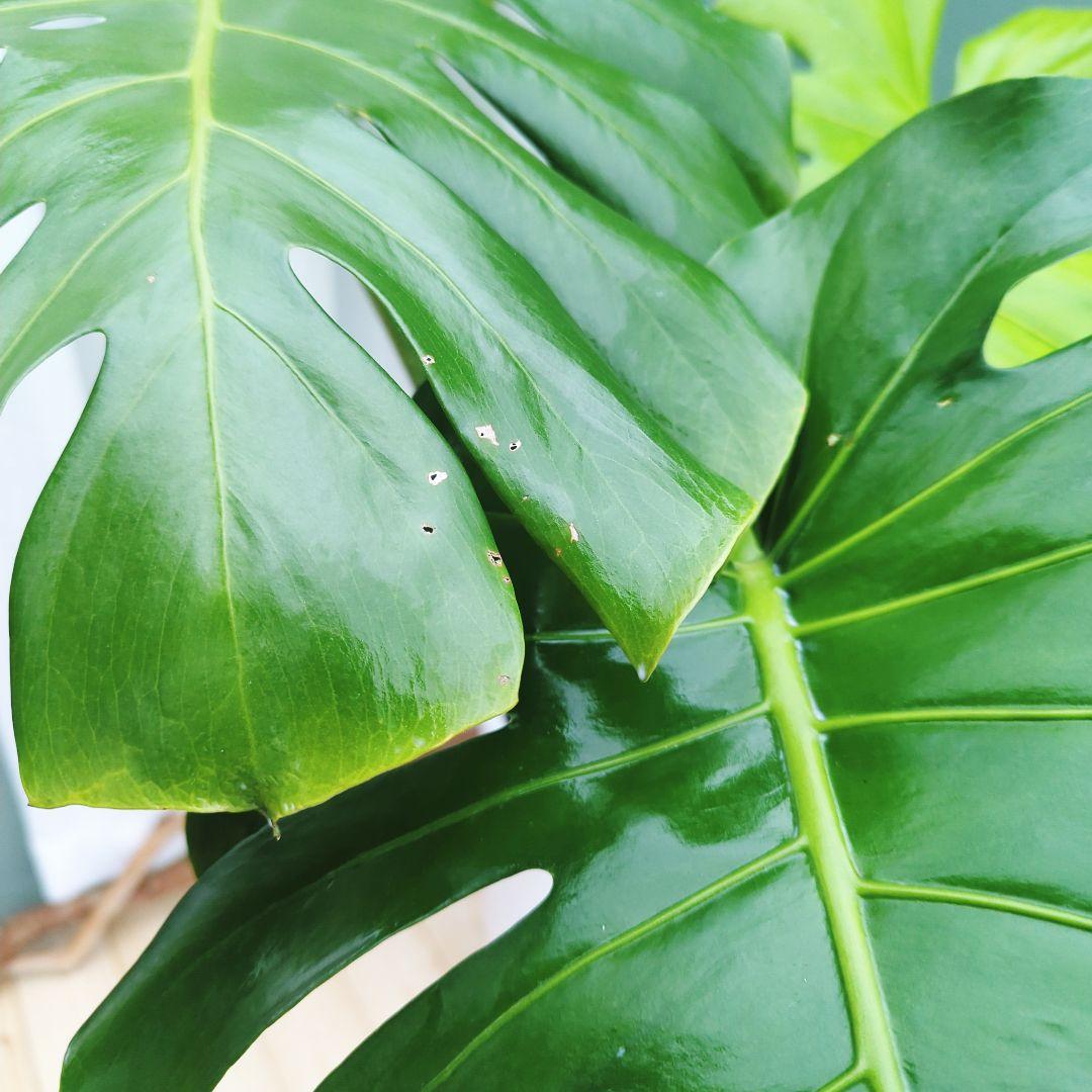 モンステラ デリシオーサ ７号 ロング 《現品》