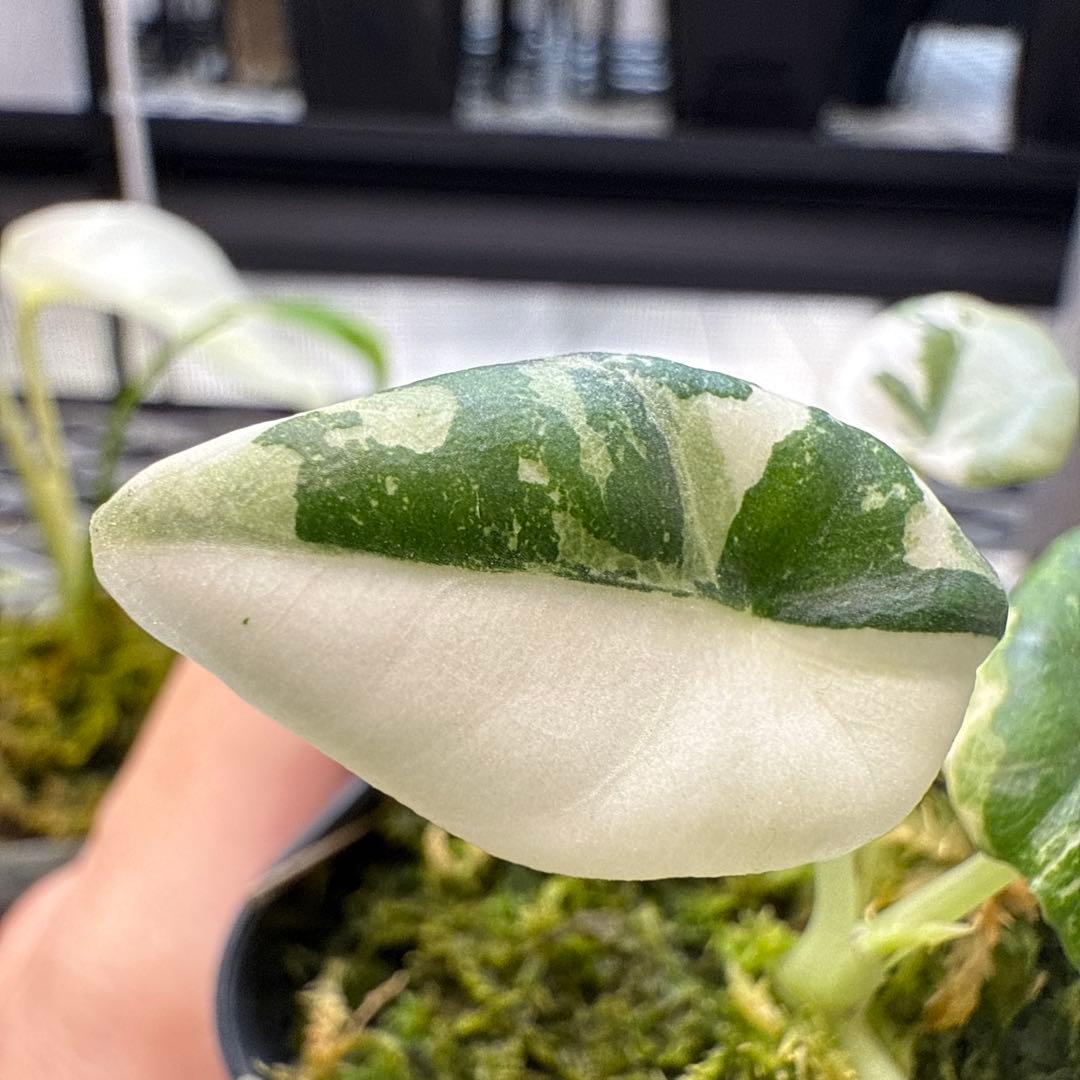 e*c様 格安 アロカシア マハラニアルボ