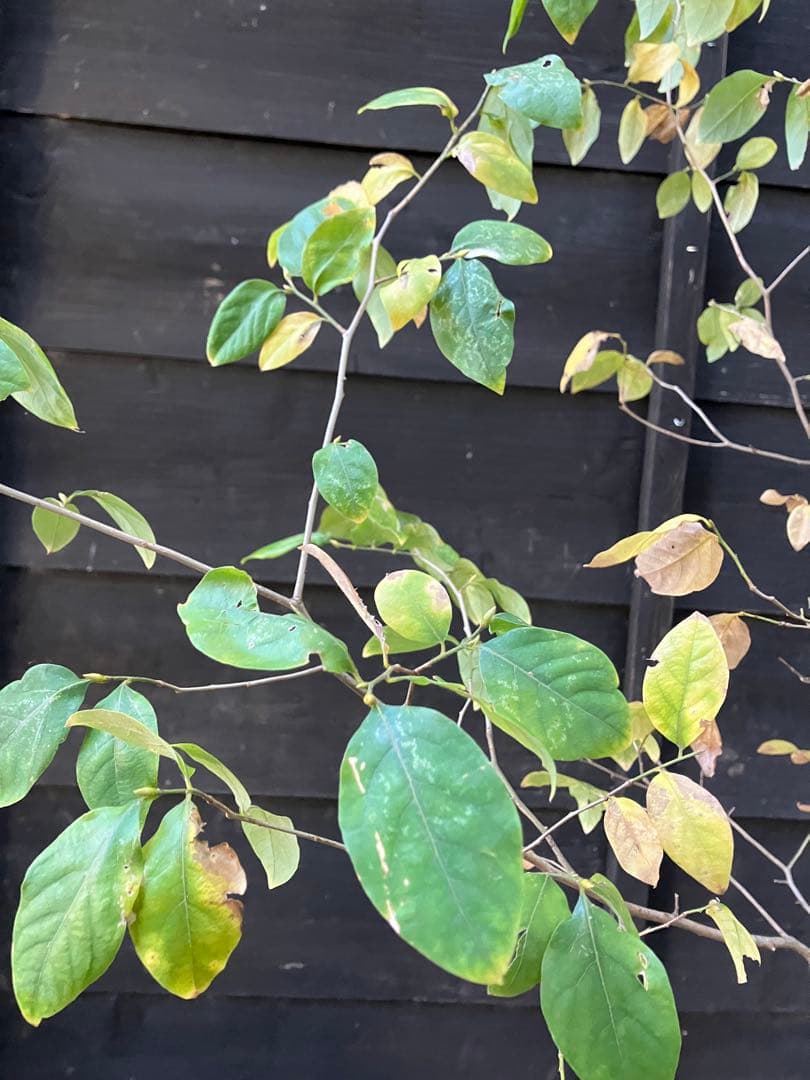 500 山採り　ヤマコウバシ