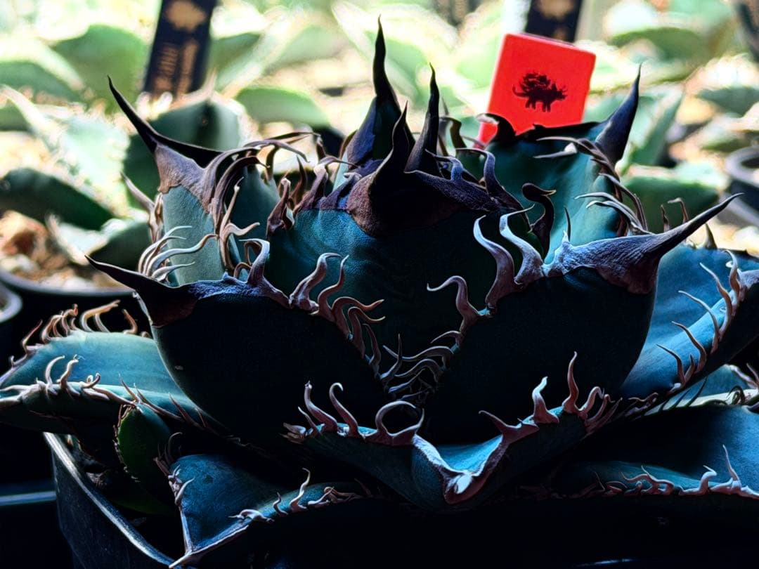 【初出品】アガベ　オテロイ実生　子株①【選抜】