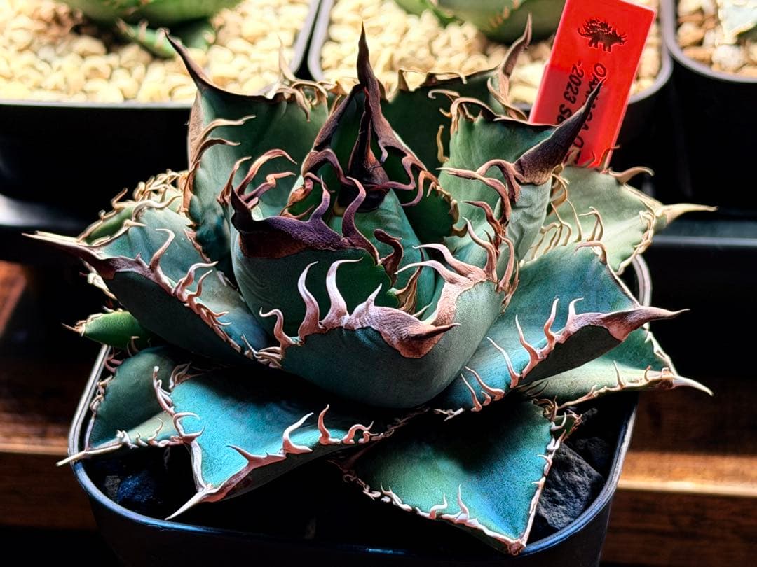 【初出品】アガベ　オテロイ実生　子株①【選抜】