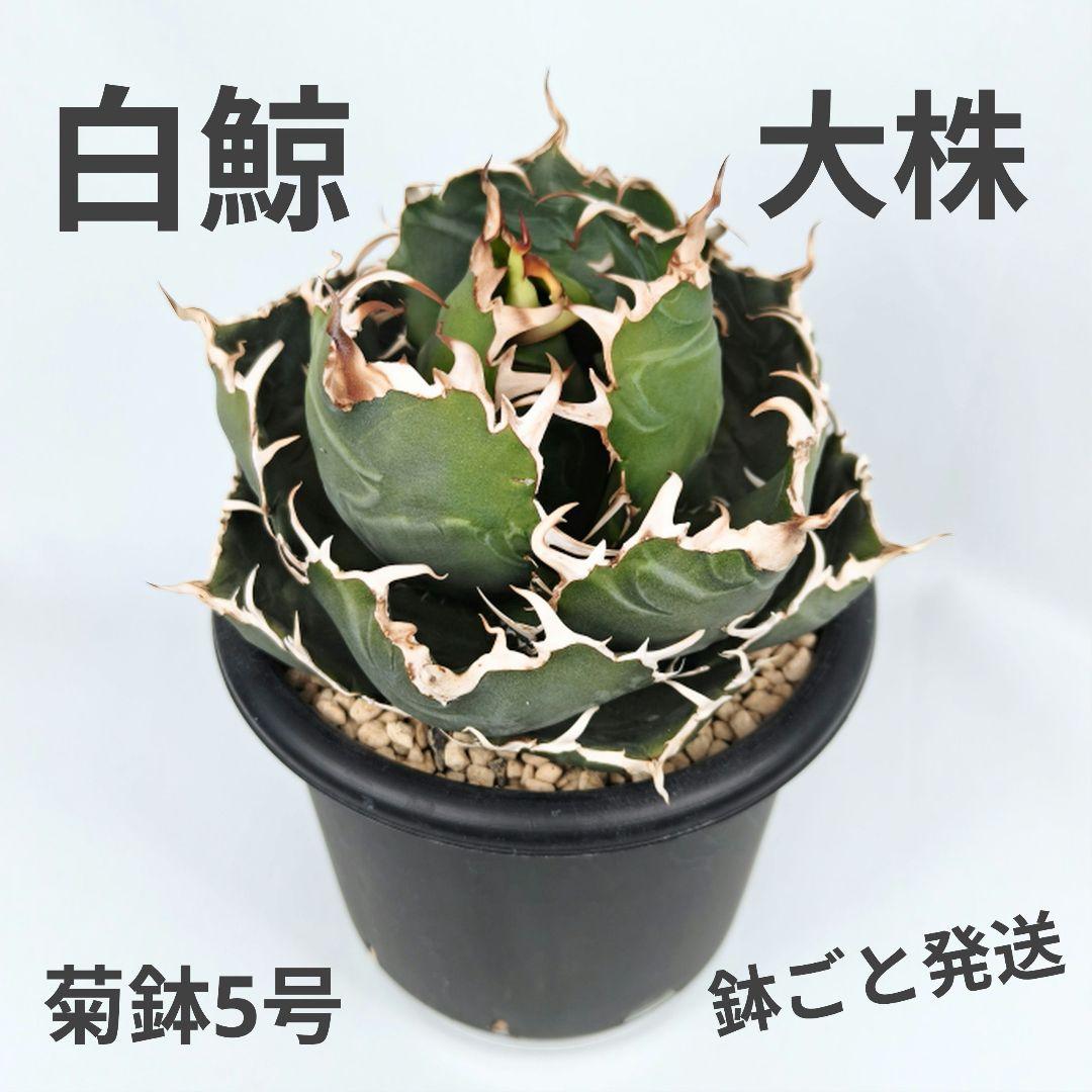 アガベ チタノタ ‘白鯨’ 大株 ボールタイプ 鉢ごと 5号鉢 美形個体