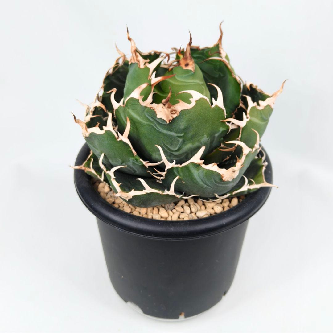 アガベ チタノタ ‘白鯨’ 大株 ボールタイプ 鉢ごと 5号鉢 美形個体