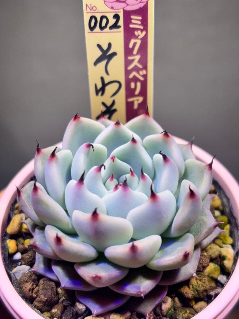 【速達】そわそわ　ミックスベリア　おらいさん 札付き