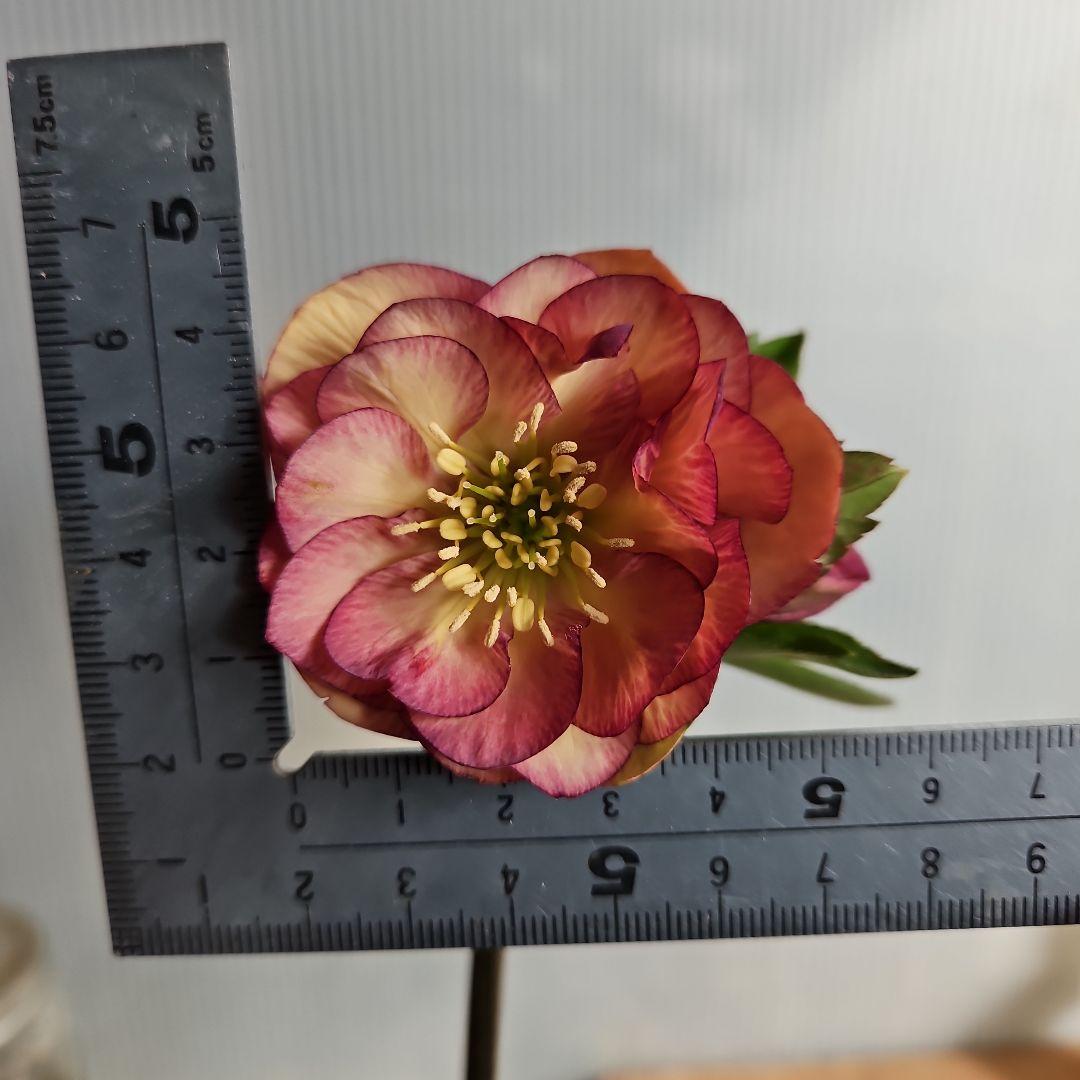 しろくま様ご購入苗㉖-110㉖-127クリスマスローズ