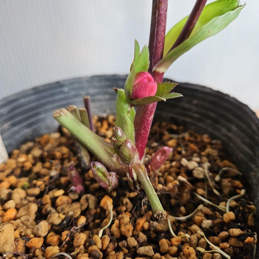 しろくま様ご購入苗㉖-110㉖-127クリスマスローズ