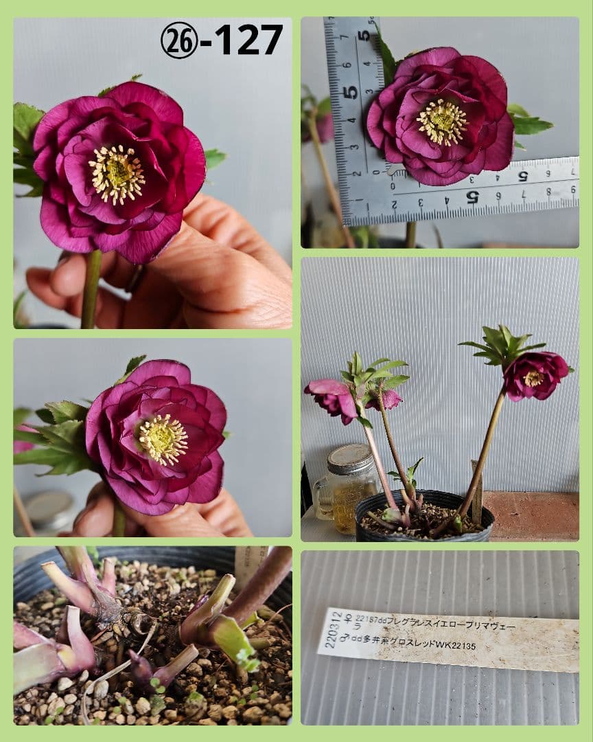 しろくま様ご購入苗㉖-110㉖-127クリスマスローズ
