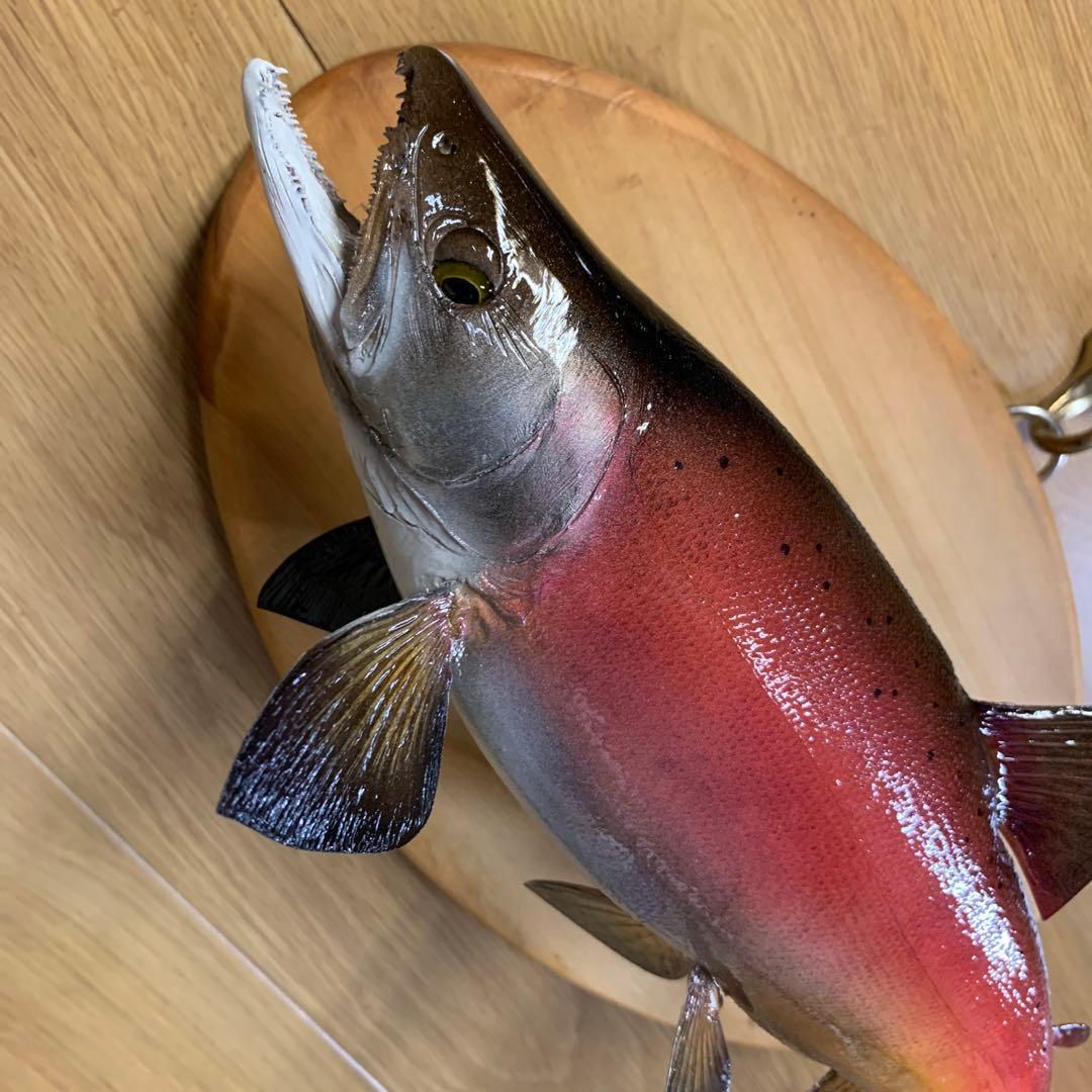 剥製　魚類剥製工房エフクラフト　晩秋の雄ヒメマス 33センチ 最終形態