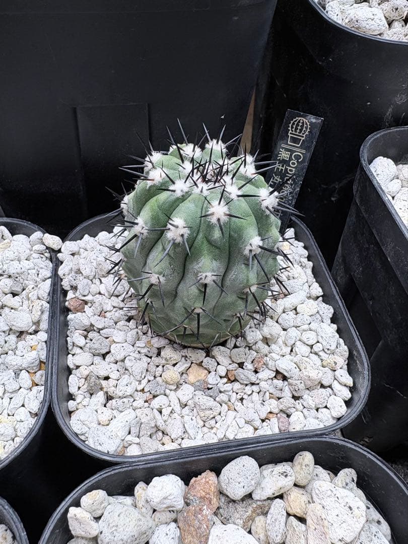 E*y様 コピアポア 黒王丸 竜魔玉×栗星玉 2株セット プラステラ105付き