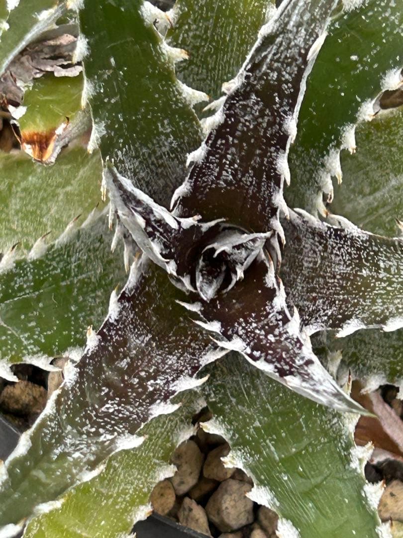 群生 DBディッキア Dyckia Bill Baker hyb #128 ⑴