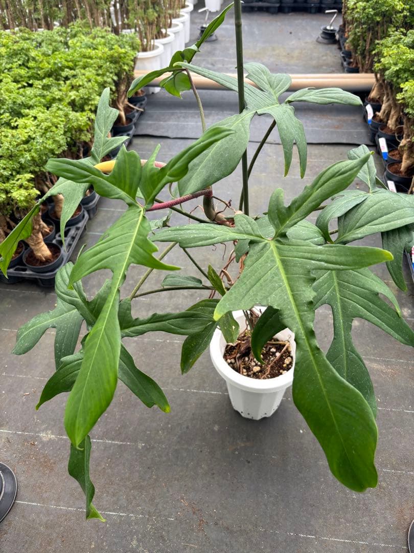 フィロデンドロン フロリダ　7号　110センチ　現品