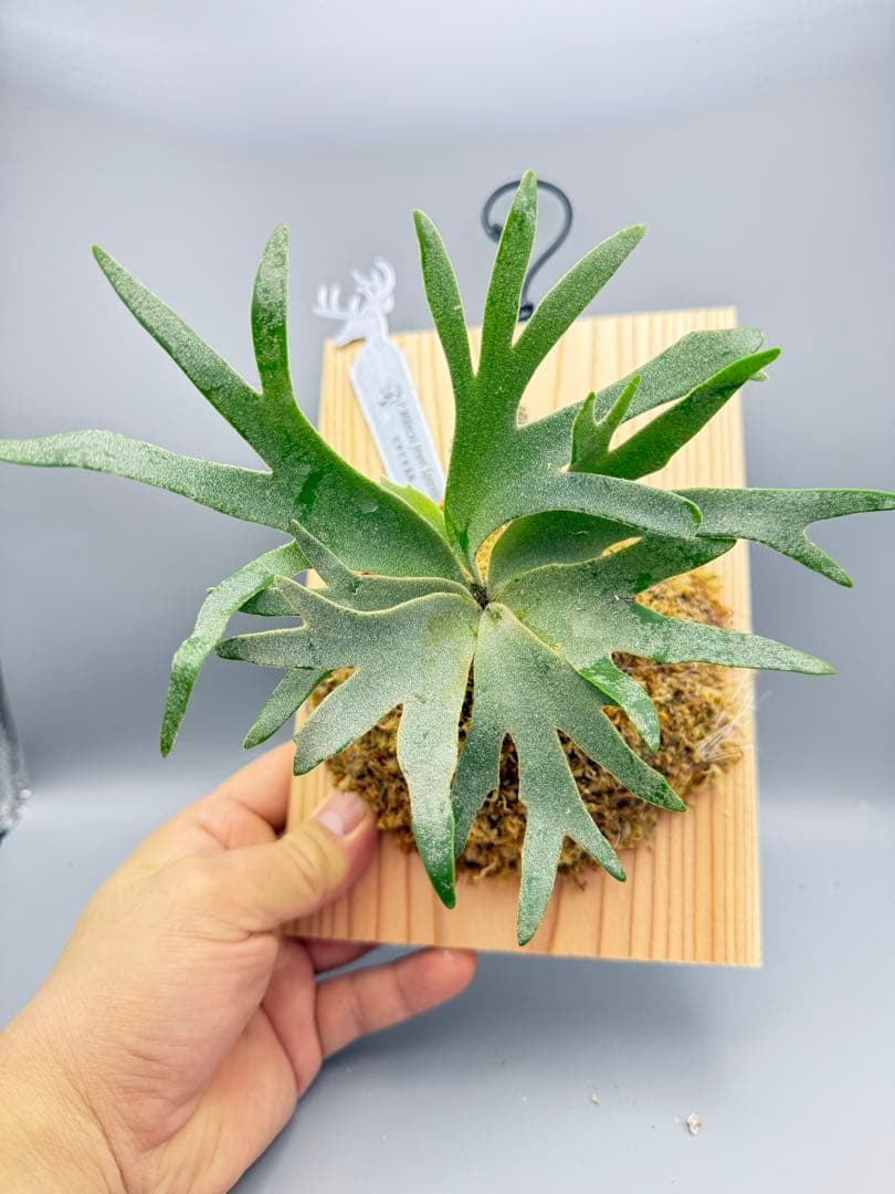 超極大&美品　ビカクシダ P.willinckii Jewel spore