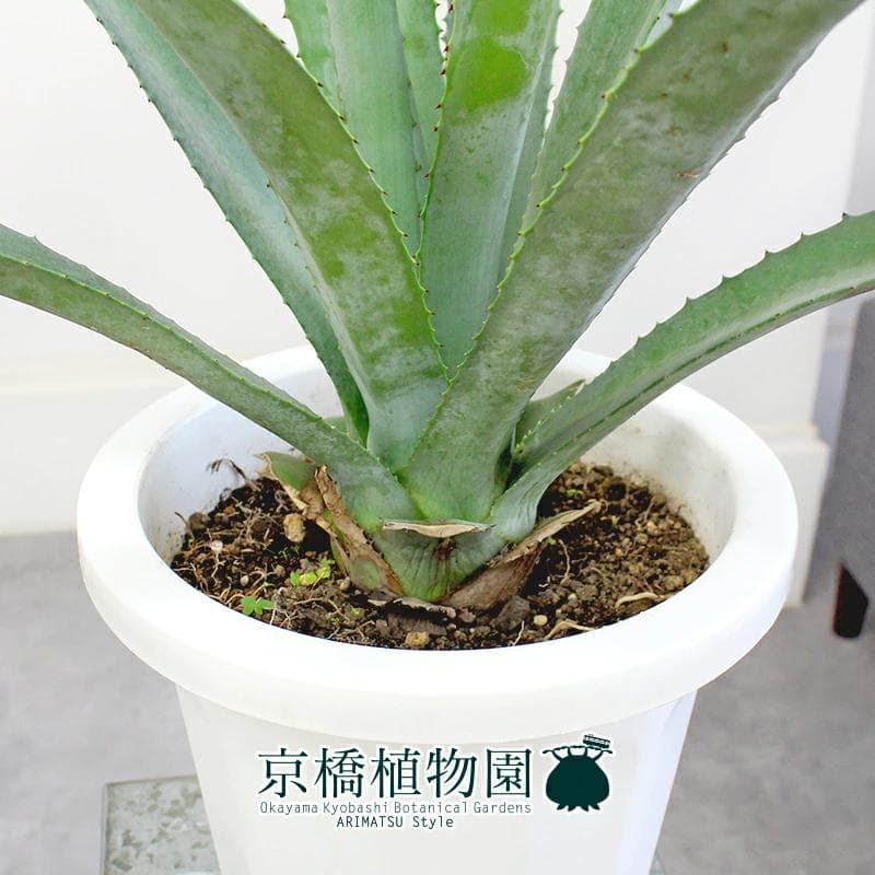 【現品】アガベ・アオノリュウゼツラン　8号　白鉢　（9）