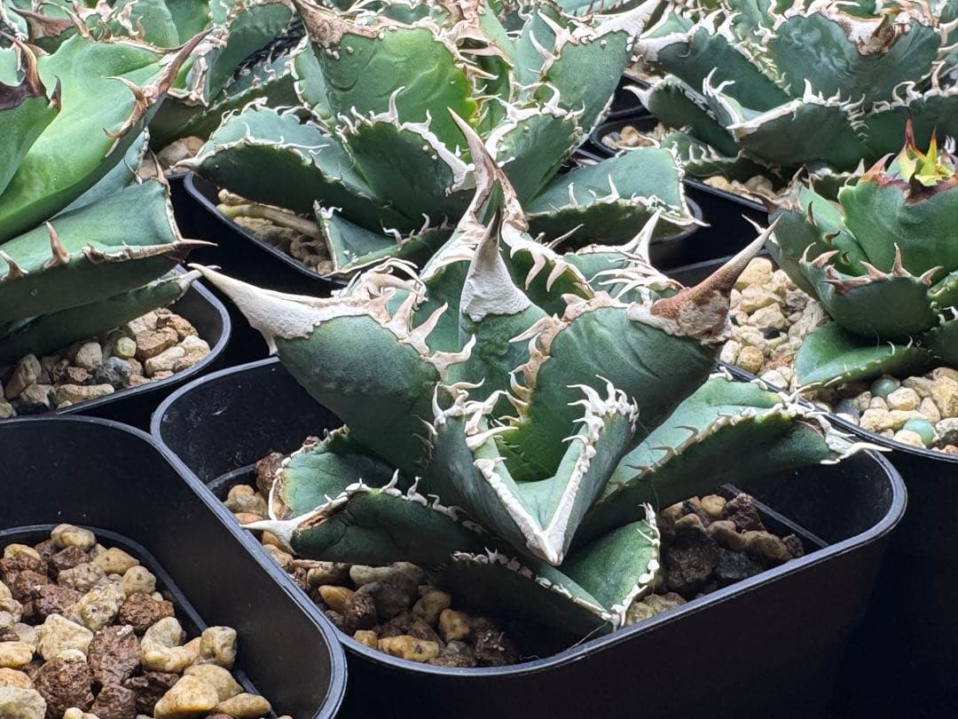 アガベ　チタノタ　 大白鯊（ホホジロザメ）