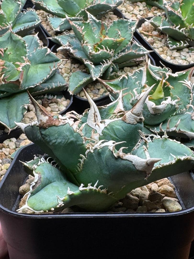 アガベ　チタノタ　 大白鯊（ホホジロザメ）