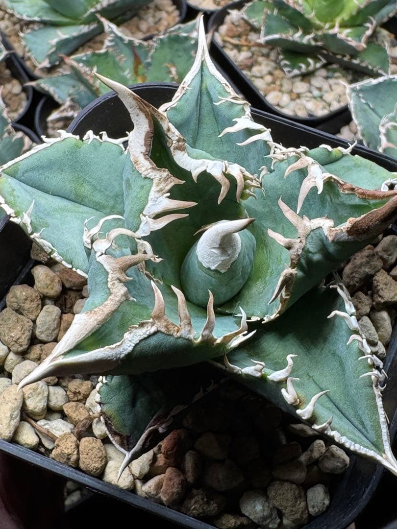 アガベ　チタノタ　 大白鯊（ホホジロザメ）