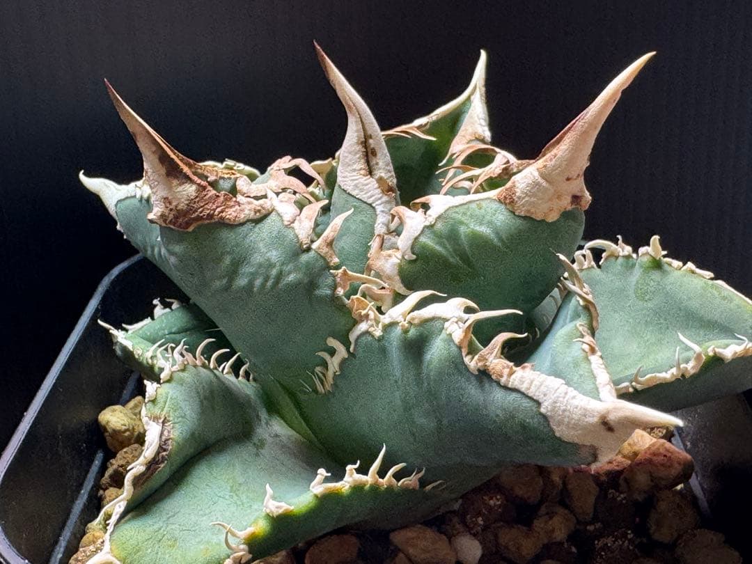 アガベ　チタノタ　 大白鯊（ホホジロザメ）