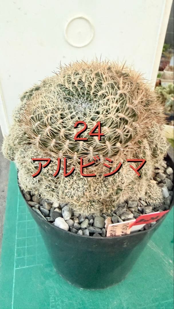 24 スルコレブチア・アルビシマ　台付　鉢付