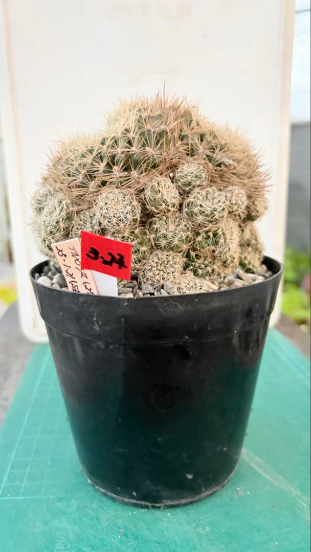 24 スルコレブチア・アルビシマ　台付　鉢付