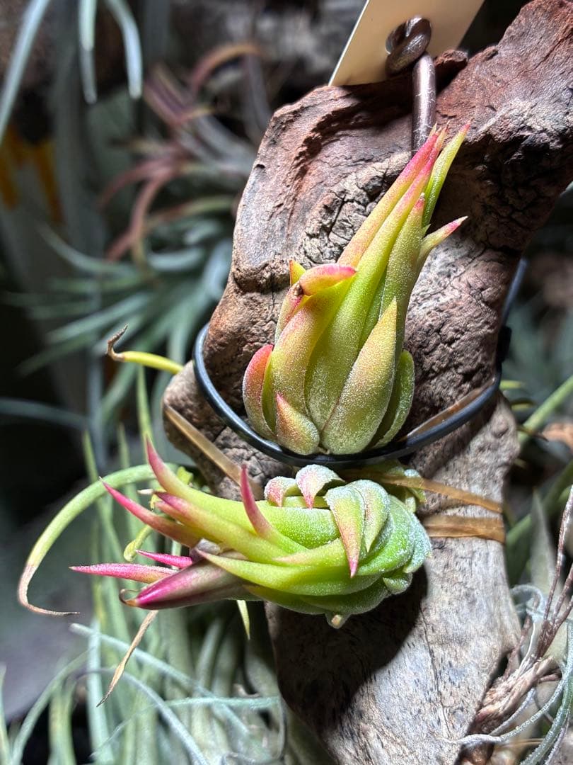 T. ionantha ‘Nizanda' T'S TROPICALS