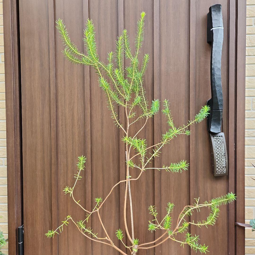 nonko422　ヒースバンクシア　エリシフォリア　鉢植え51　苗