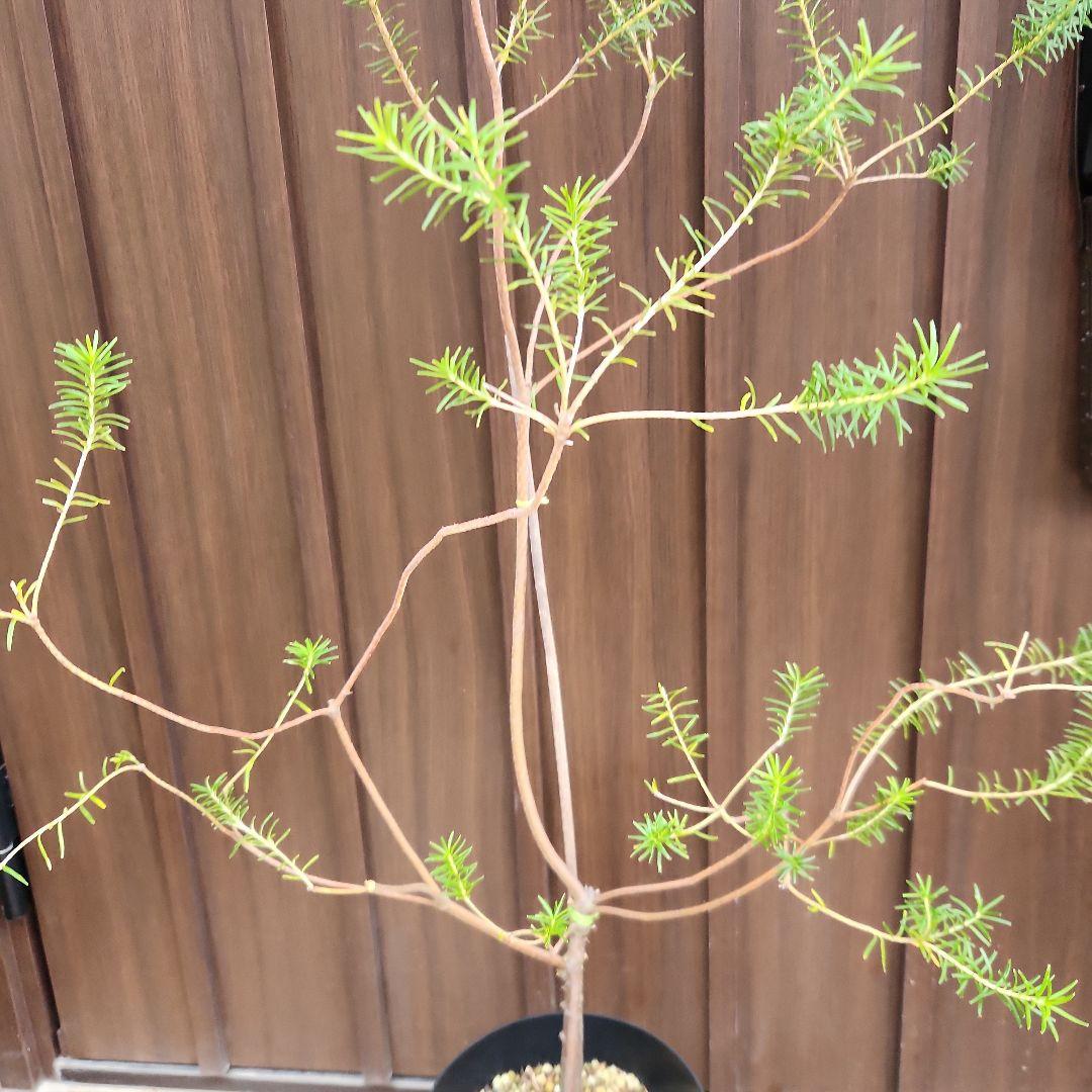 nonko422　ヒースバンクシア　エリシフォリア　鉢植え51　苗