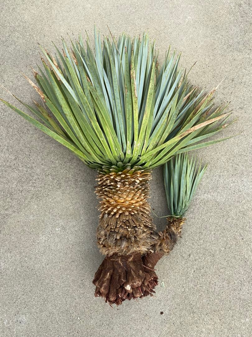 マルデヌベスver.ロスト　分頭