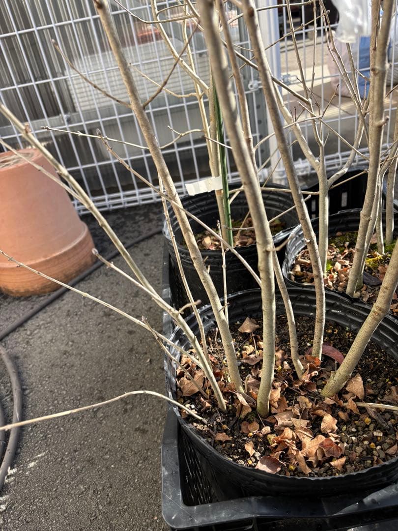 アオダモ④高さ約1.4m 株立ち