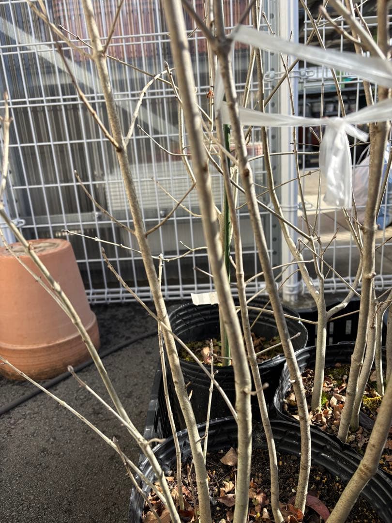 アオダモ④高さ約1.4m 株立ち