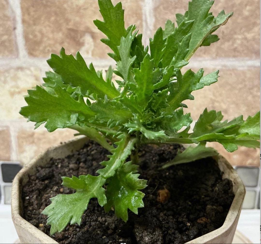 ノースポール　1苗＋オマケ(小苗)