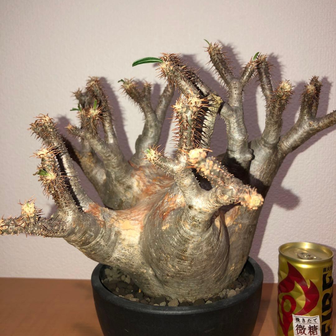 パキポディウム　グラキリス　現地球　発根株 (鉢付き)