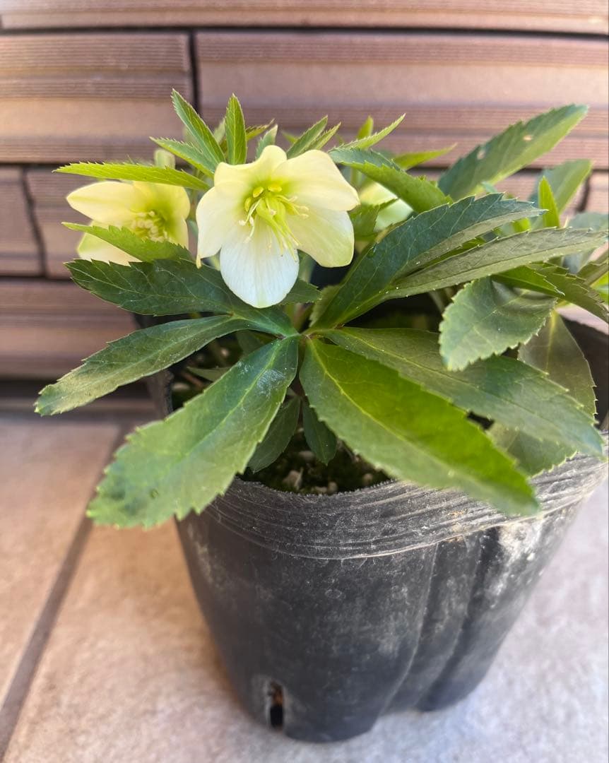 【週末セール】横山園芸 クリスマスローズ ベビードール②