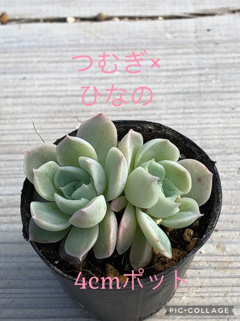 多肉植物 つむぎ×ひなの♡小苗(miyaさん苗)