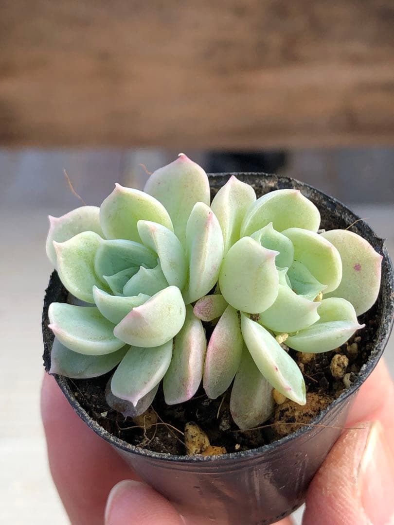多肉植物 つむぎ×ひなの♡小苗(miyaさん苗)