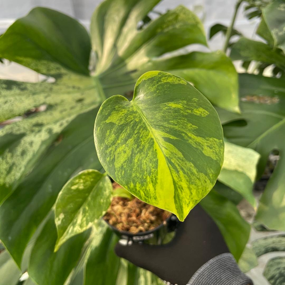 MZ2 モンステラ　イエローマリリン　黄斑入り