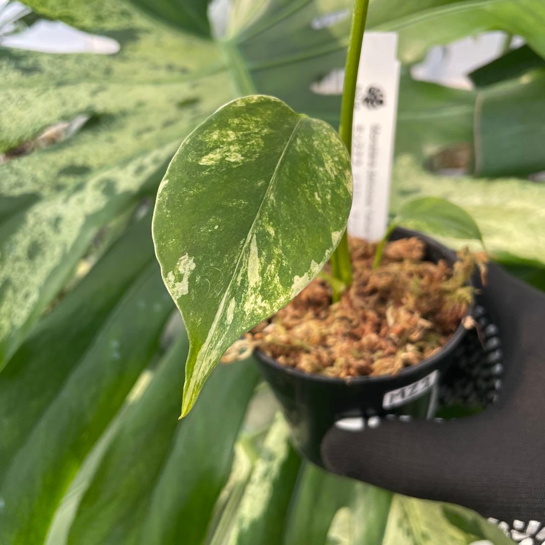 MZ2 モンステラ　イエローマリリン　黄斑入り