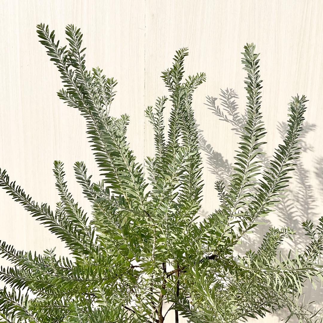 kawakamiさん専用 ブルーブッシュ/ 735