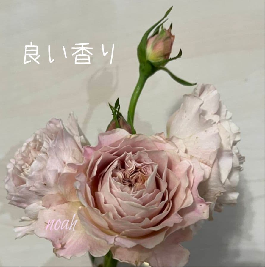 専用　2750円バラ　苗 切り花品種 幻想的な色あい