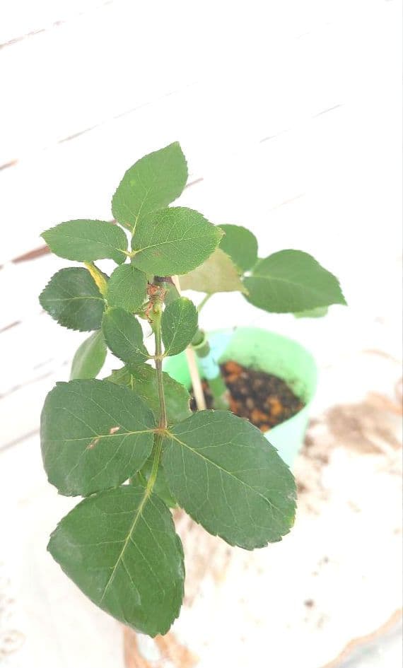 専用　2750円バラ　苗 切り花品種 幻想的な色あい