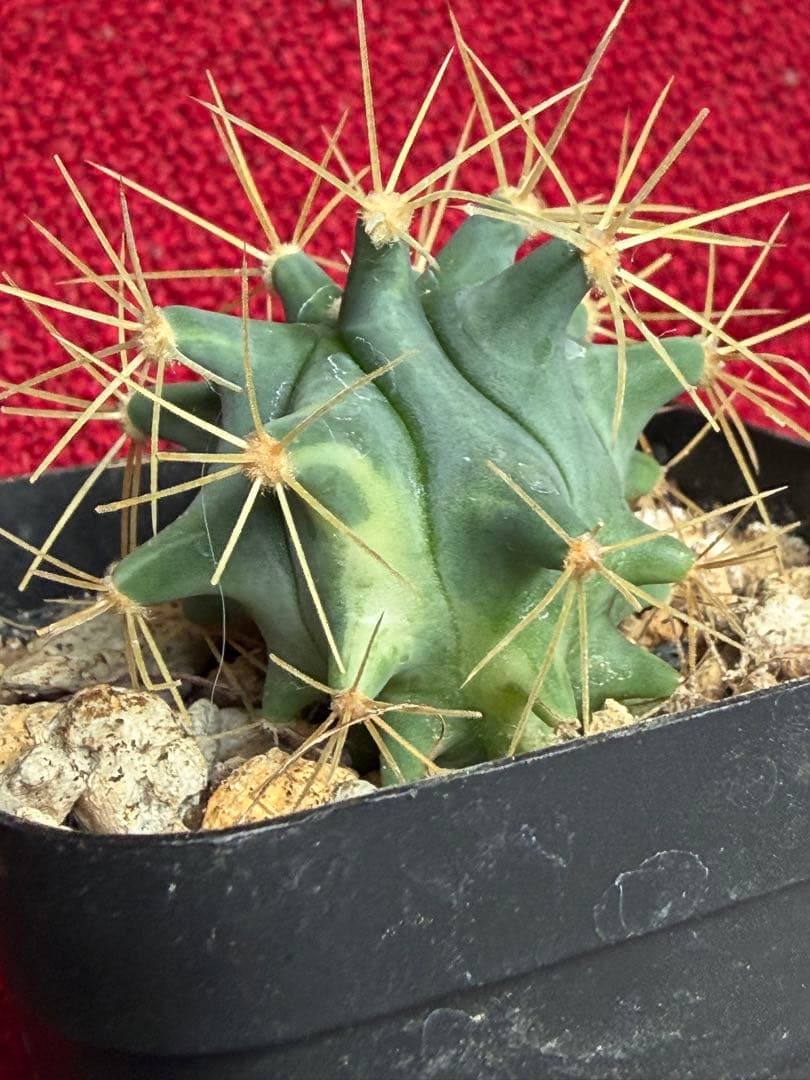 フェロカクタス王冠竜錦◇斑入りドライガーデン多肉サボテン　アガベ ハオルチア