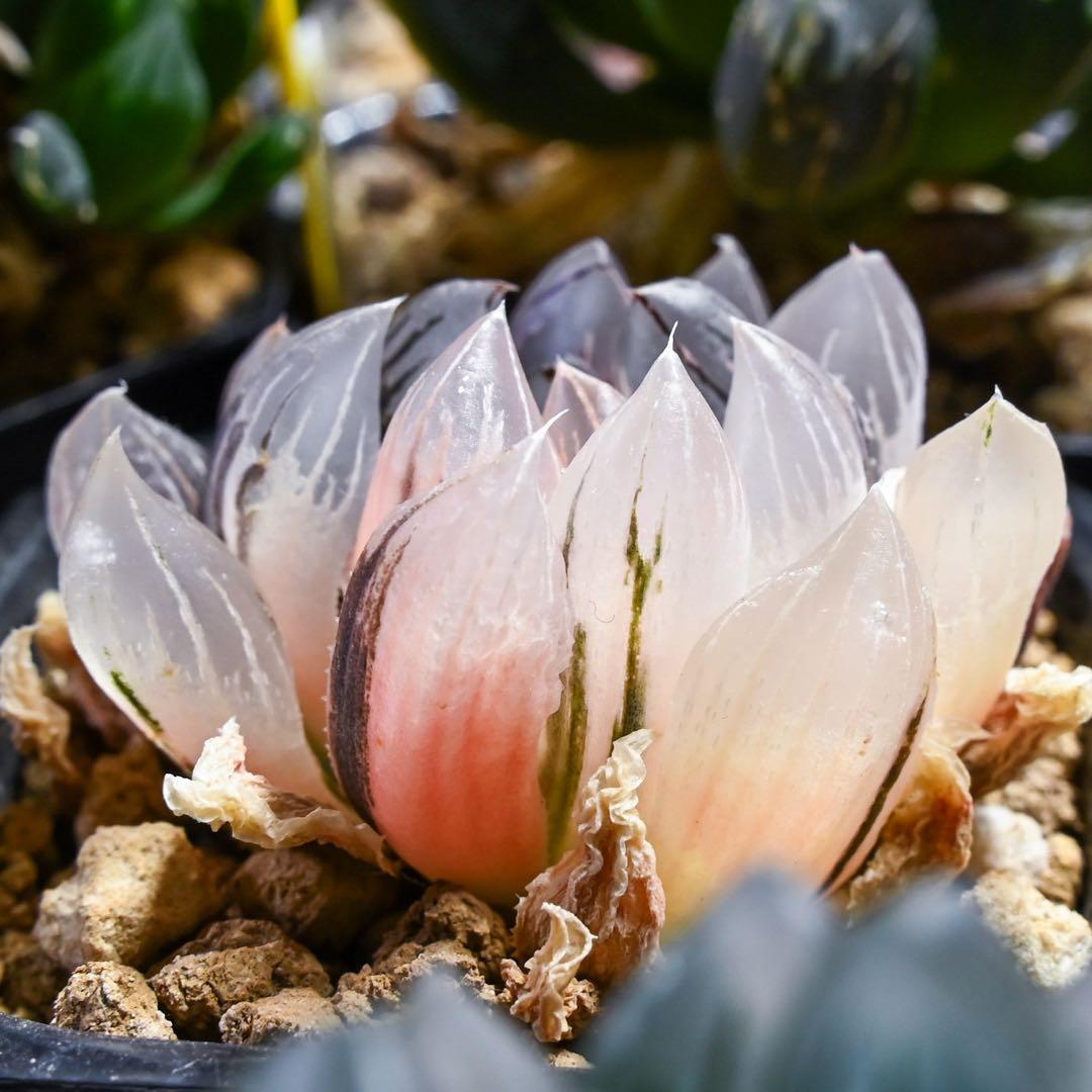 ハオルチア 火焔山 極上斑