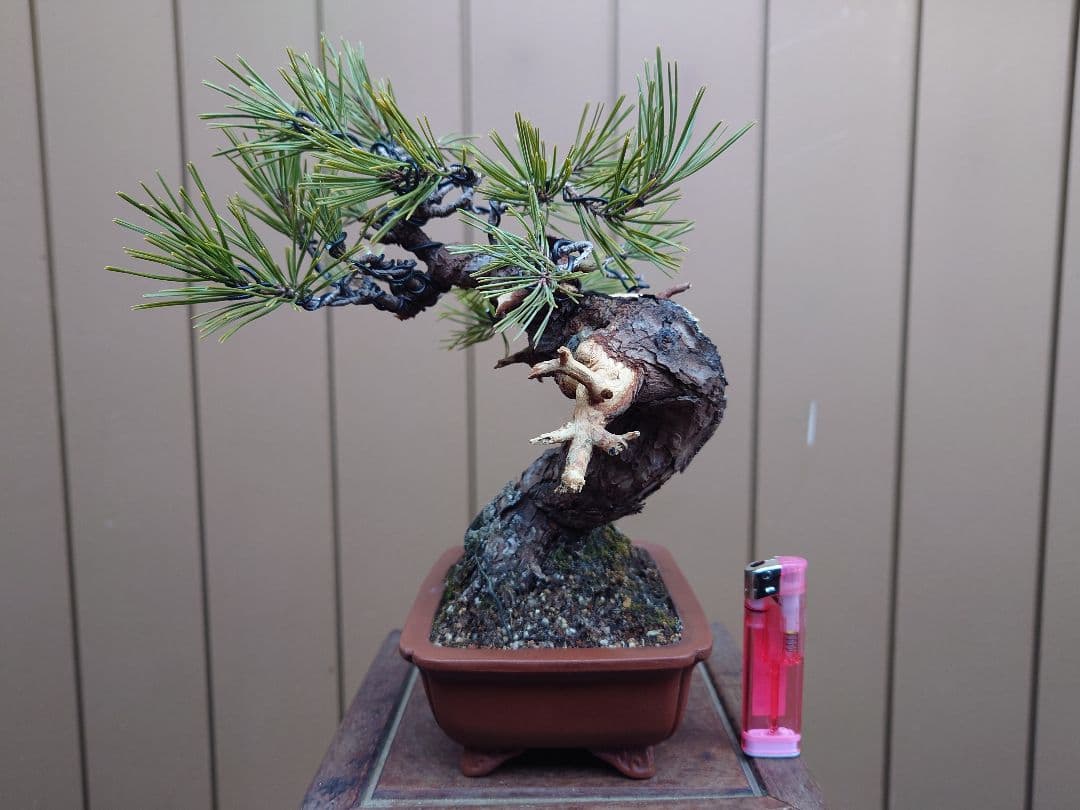 盆栽　黒松　樹高23cm