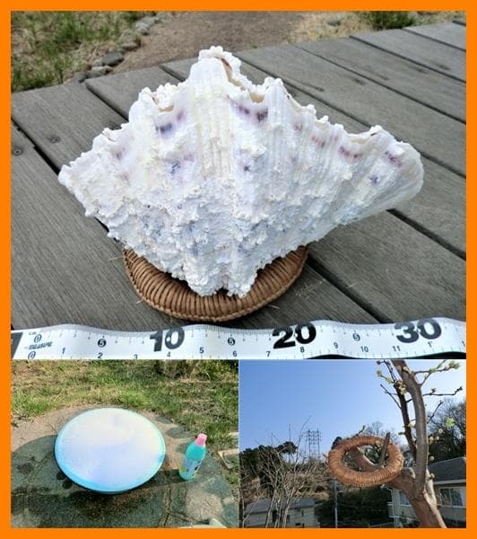 シャゴウガイ(シャコ貝)約30㎝ 石垣産 自然採取 漂白済み  特大美品 超レア