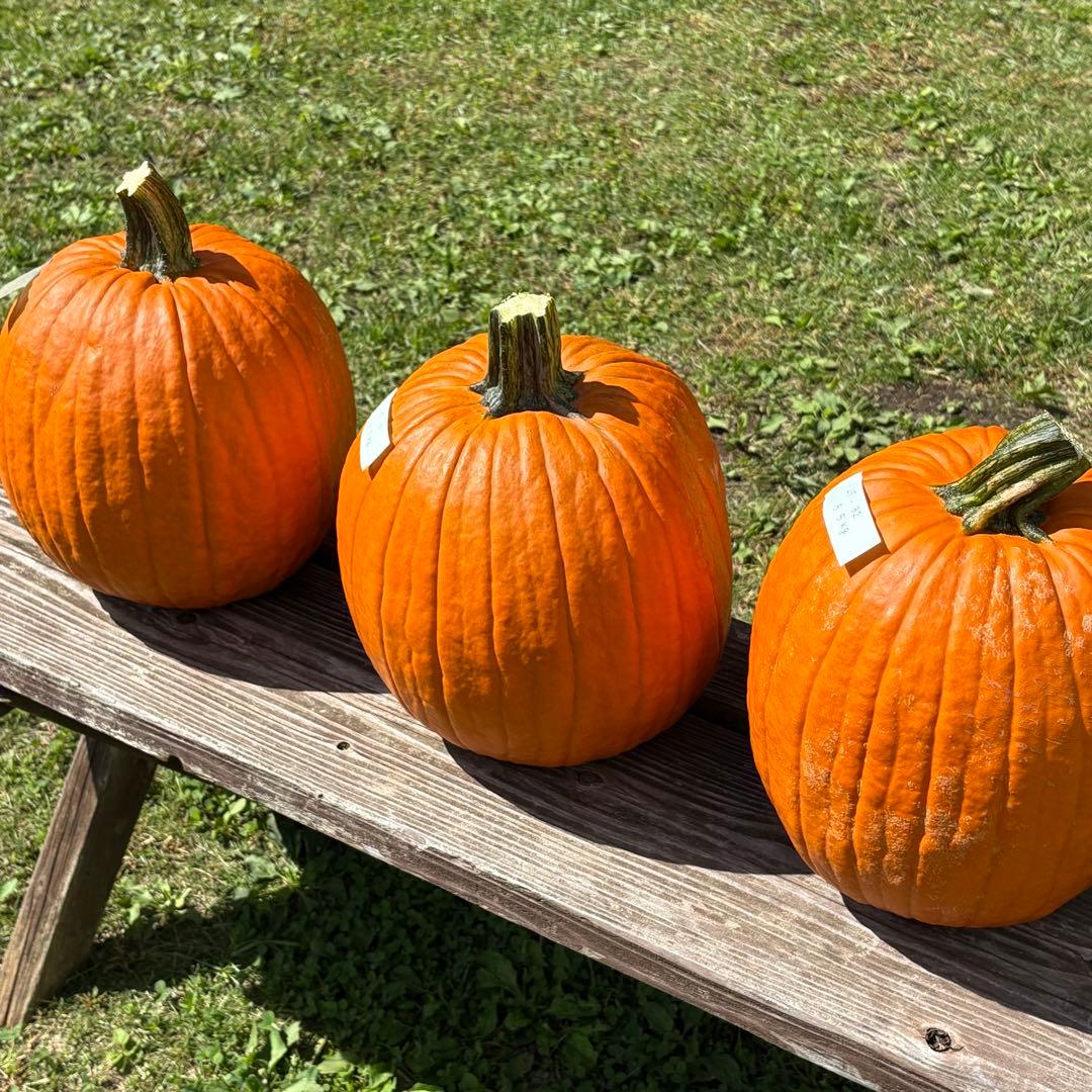 【Rakkoonその1】ハロウィンかぼちゃ　本物