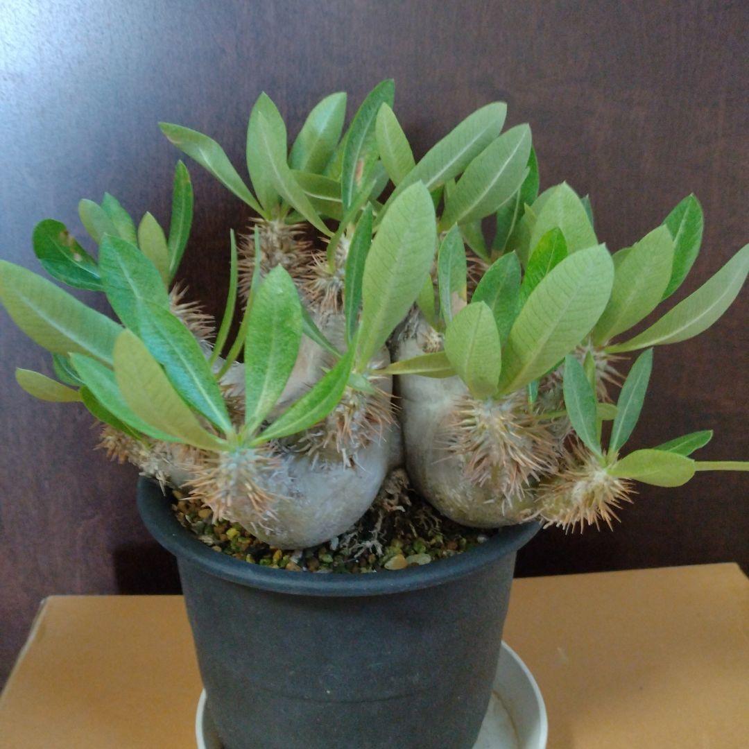 パキポディウム　エブレネウム　Wヘッド